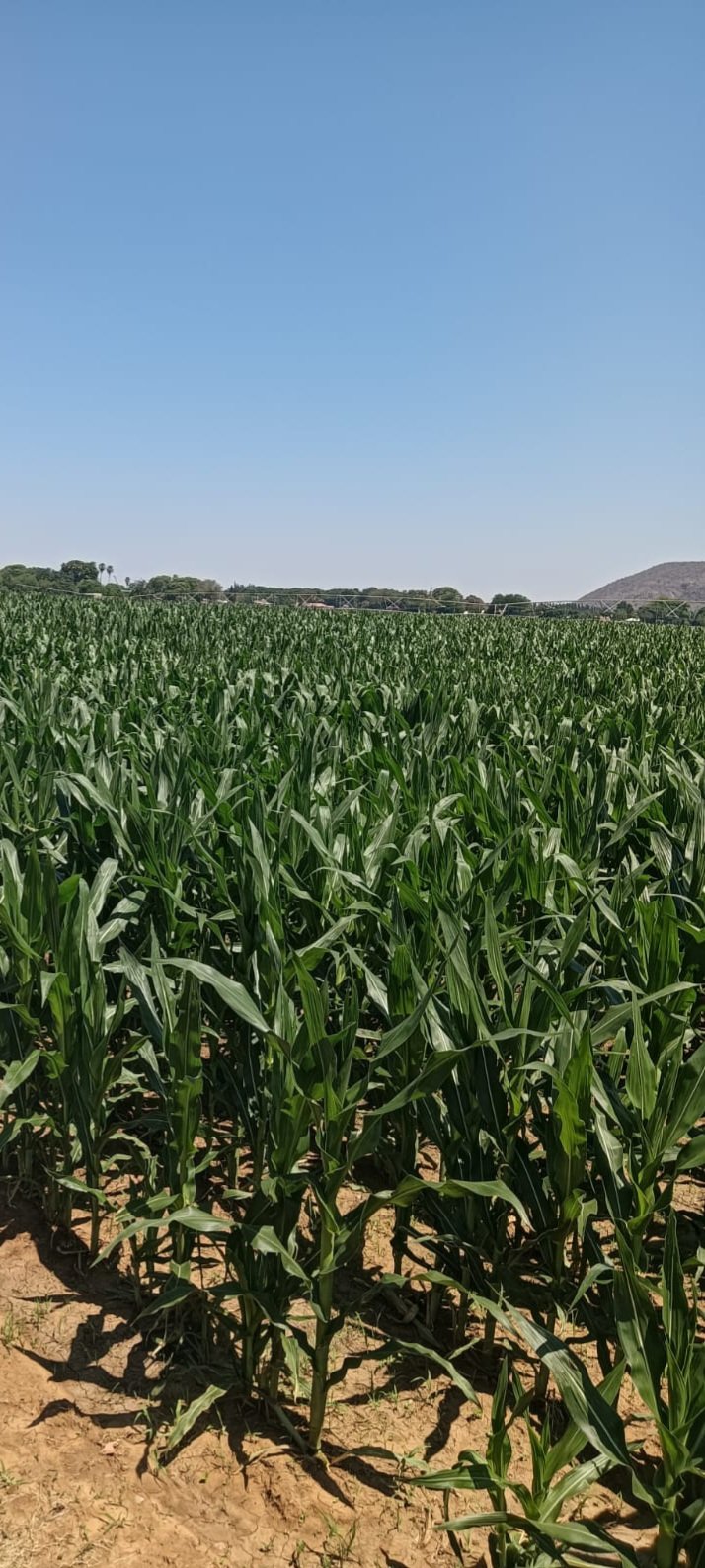 Commercial Property for Sale in Brits Rural North West